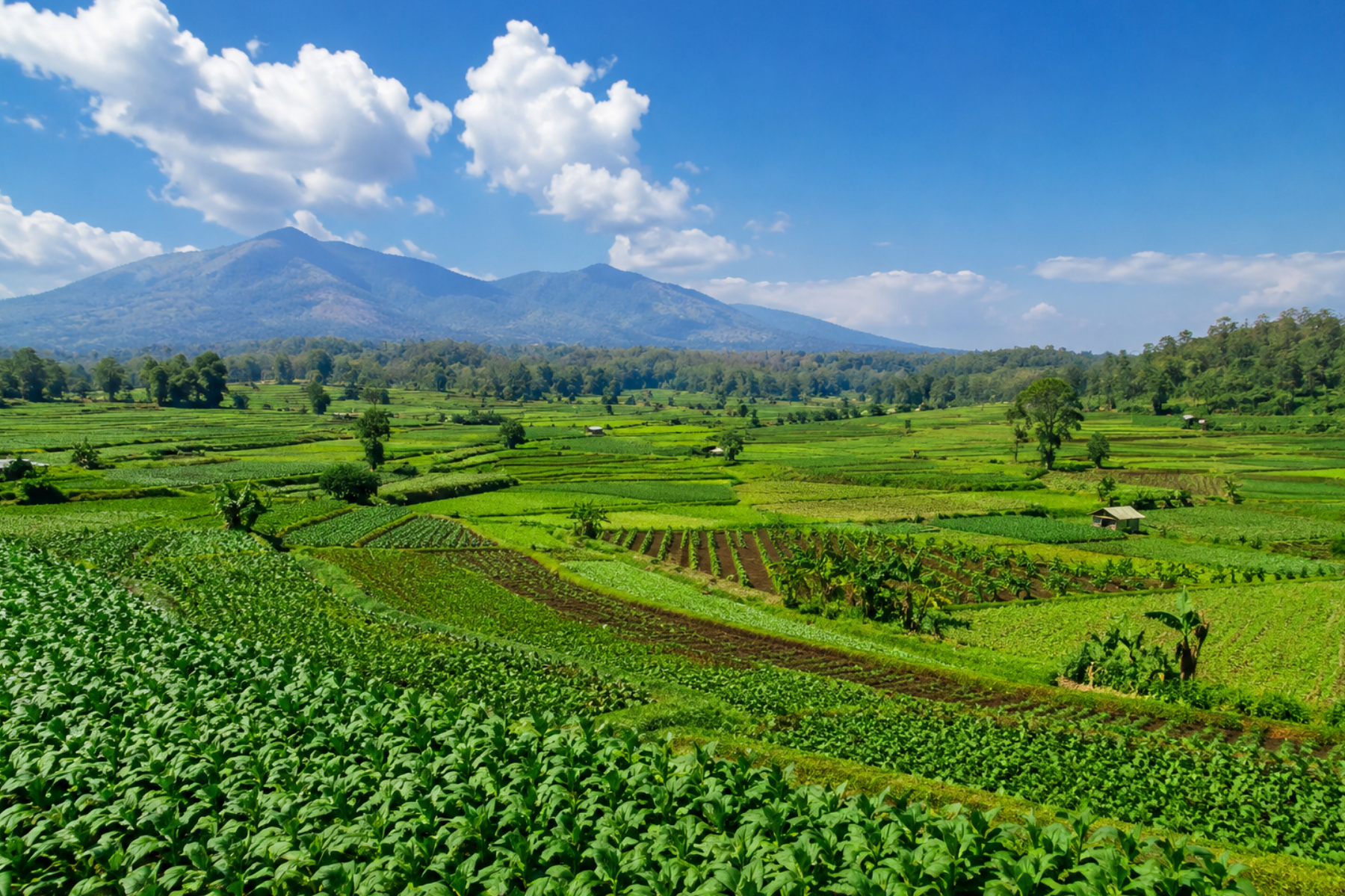 sensor hujan untuk pertanian